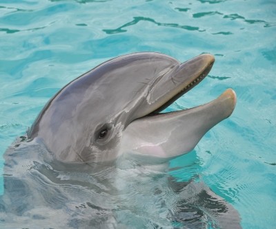 Swim with Dolphins